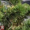 Pinus Mugo 'Carsten's Wintergold' (Standard) -Perfect Greenery PINU TKA3336 A