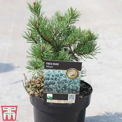 Pinus Mugo 'Mops' 5 Pinus Mugo 'Mops' - Image 3