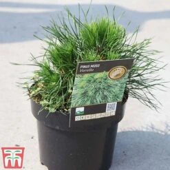 Pinus Mugo 'Varella' -Perfect Greenery PINU TKA3344 A