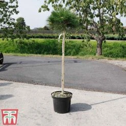 Pinus Nigra 'Marie Bregéon' (Standard) -Perfect Greenery PINU TKA3348 D