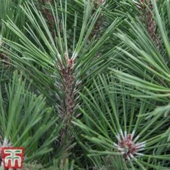 Pinus Nigra 'Pierrick Bregéon'