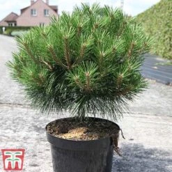 Pinus Nigra 'Pierrick Bregéon' -Perfect Greenery PINU TKA3354 C