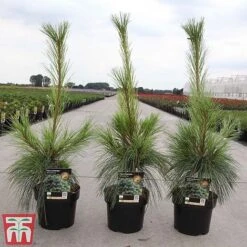 Pinus X Schwerinii 'Wiethorst' -Perfect Greenery PINU TKA3362 A