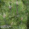 Pinus Heldreichii 'Compact Gem' 1 Pinus Heldreichii 'Compact Gem' -Perfect Greenery PINU COMPACT1