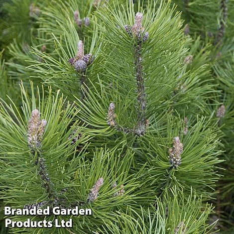 Pinus Heldreichii 'Compact Gem' 3 Pinus Heldreichii 'Compact Gem'