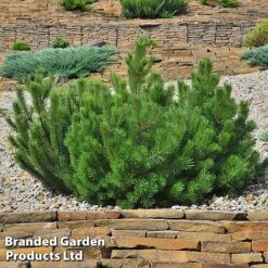 Pinus Heldreichii 'Compact Gem' 5 Pinus Heldreichii 'Compact Gem' -Perfect Greenery PINU COMPACT2
