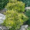 Pinus X Densithunbergii 'Jane Kluis' -Perfect Greenery PINU JANEKLUIS1