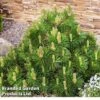 Pinus Mugo Subsp. Uncinata 'Heideperle' -Perfect Greenery PINU MUGOHEIDE W30400