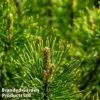 Pinus Mugo 'Mumpitz' -Perfect Greenery PINU MUMPITZ1