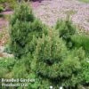 Pinus Nigra 'Nana' -Perfect Greenery PINU NIGRANANA1