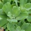 Pistia Stratiotes (Floating Aquatic) -Perfect Greenery PIST T78393 A h