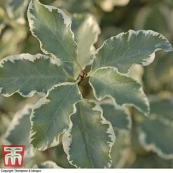 Pittosporum Tenuifolium 'Variegatum' -Perfect Greenery PITT T80318 B