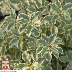 Pittosporum Tenuifolium 'Variegatum' -Perfect Greenery PITT T80318 D