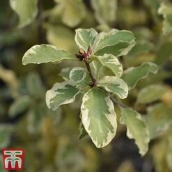 Pittosporum Tenuifolium 'Variegatum' -Perfect Greenery PITT VARIEGATU W34587 TM