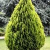 Platycladus Orientalis 'Aurea Nana' -Perfect Greenery PLAT T58031 A h