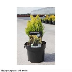 Thuja Orientalis 'Fleck' -Perfect Greenery PLAT T66397 B h