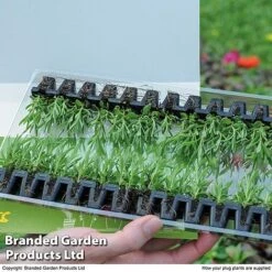 Summer Plant & Seed Bundle -Perfect Greenery PLUG PACK12STR T15566