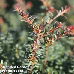 Podocarpus Alpinus 'Jalako Red' -Perfect Greenery PODO JALAKORED