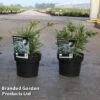 Podocarpus Nivalis 'Kilworth Cream' -Perfect Greenery PODO KILWORT2L S30622