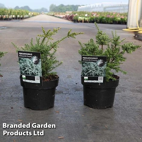 Podocarpus Nivalis 'Kilworth Cream' 3 Podocarpus Nivalis 'Kilworth Cream'