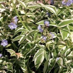 Polemonium Reptans 'Stairway To Heaven' -Perfect Greenery POLE T62250 B h