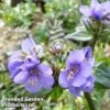 Polemonium Yezoense 'Purple Rain' -Perfect Greenery POLE PURPRAIN1