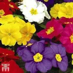 Polyanthus Eliator 'Crescendo® Mixed' F1 Hybrid -Perfect Greenery POLY P6186 F