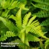Polystichium Setiferum Herrenhausen -Perfect Greenery POLY HERRENHAU L38192
