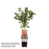 Punica Granatum (Pomegranate) -Perfect Greenery POME GRANATUM S48994