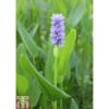 Pontederia Cordata (Marginal Aquatic) -Perfect Greenery PONT T78394 A h
