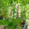 Pontederia Cordata 'Alba' (Marginal Aquatic) -Perfect Greenery PONT T78397 A h