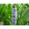 Pontederia Cordata Var. Lanceolata (Marginal Aquatic) -Perfect Greenery PONT T78398 A h
