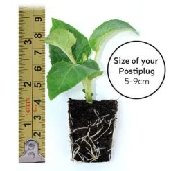 Petunia 'Frills & Spills&trade; Cherry Ripple' -Perfect Greenery POSTIPLUG SIZE7