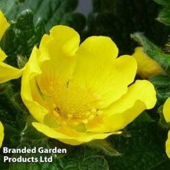 Potentilla Megalantha 'Gold Sovereign' 5 Potentilla Megalantha 'Gold Sovereign' -Perfect Greenery POTE KC9133 B