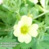 Potentilla Recta 'Warrenii' -Perfect Greenery POTE KC9135 A