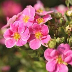 Potentilla Fruticosa 'Pink Paradise'