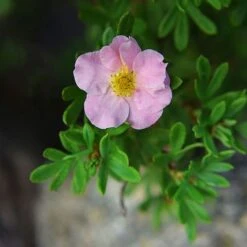 Potentilla Fruticosa 'Pink Paradise' -Perfect Greenery POTE T58122 C