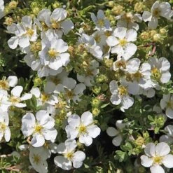 Potentilla Fruticosa 'Abbotswood' -Perfect Greenery POTE T58484 A h