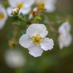 Potentilla Fruticosa 'Abbotswood' -Perfect Greenery POTE T58484 C