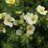 Potentilla Fruticosa 'Limelight' -Perfect Greenery POTE T62074 A h