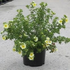 Potentilla Fruticosa 'Limelight' -Perfect Greenery POTE T62074 B h