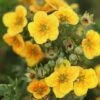 Potentilla Fruticosa 'Mango Tango' -Perfect Greenery POTE T62076 A h