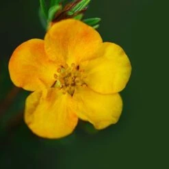 Potentilla Fruticosa 'Mango Tango' -Perfect Greenery POTE T62076 B