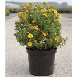 Potentilla Fruticosa 'Mango Tango' -Perfect Greenery POTE T62076 B h