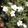 Potentilla Fruticosa 'White Lady' -Perfect Greenery POTE T62078 A