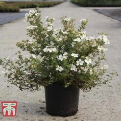 Potentilla Fruticosa 'White Lady' -Perfect Greenery POTE T62078 B
