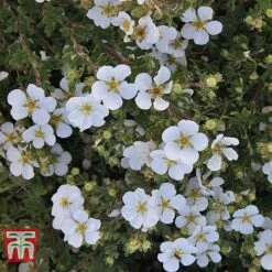 Potentilla Fruticosa 'White Lady' -Perfect Greenery POTE T62078 C