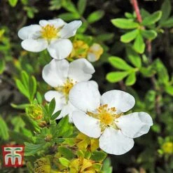 Potentilla Fruticosa 'White Lady' -Perfect Greenery POTE T62078 E