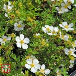 Potentilla Fruticosa 'White Lady' -Perfect Greenery POTE T62078 F
