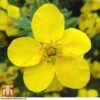Potentilla Fruticosa 'Goldfinger' -Perfect Greenery POTE T66402 A